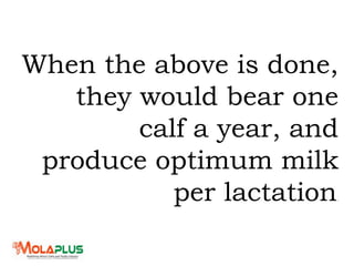 When the above is done,
they would bear one
calf a year, and
produce optimum milk
per lactation.
 