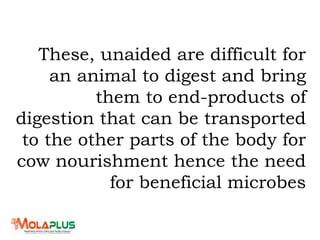 These, unaided are difficult for
an animal to digest and bring
them to end-products of
digestion that can be transported
to the other parts of the body for
cow nourishment hence the need
for beneficial microbes
 