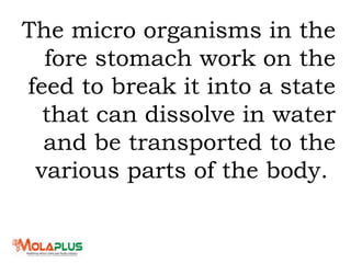 The micro organisms in the
fore stomach work on the
feed to break it into a state
that can dissolve in water
and be transported to the
various parts of the body.
 