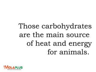 Those carbohydrates
are the main source
of heat and energy
for animals.
 