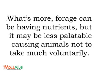 . What’s more, forage can
be having nutrients, but
it may be less palatable
causing animals not to
take much voluntarily.
 
