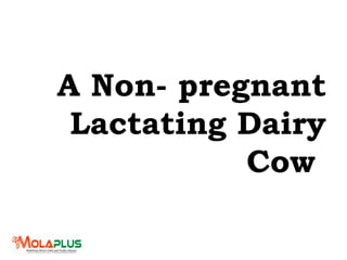 A Non- pregnant
Lactating Dairy
Cow
 