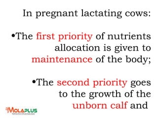 In pregnant lactating cows:
•The first priority of nutrients
allocation is given to
maintenance of the body;
•The second priority goes
to the growth of the
unborn calf and
 