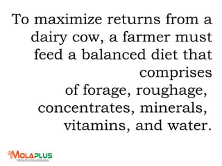 To maximize returns from a
dairy cow, a farmer must
feed a balanced diet that
comprises
of forage, roughage,
concentrates, minerals,
vitamins, and water.
 