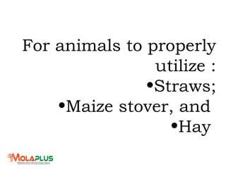 For animals to properly
utilize :
•Straws;
•Maize stover, and
•Hay
 