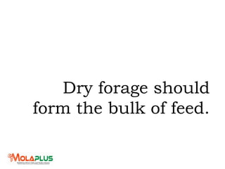 Dry forage should
form the bulk of feed.
 