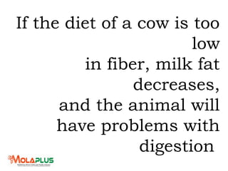 If the diet of a cow is too
low
in fiber, milk fat
decreases,
and the animal will
have problems with
digestion
 