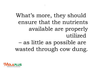 .
What’s more, they should
ensure that the nutrients
available are properly
utilized
– as little as possible are
wasted through cow dung.
 