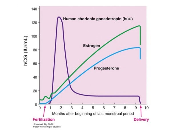 Molar pregnancy