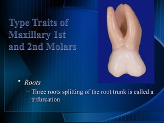 Tri Rooted Tooth Permanent teeth molars of the human teeth | PPTX