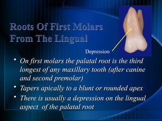 Permanent teeth molars of the human teeth | PPTX