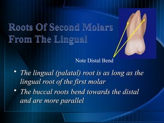 Permanent teeth molars of the human teeth | PPTX