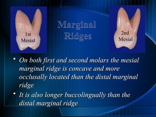 Marginal Ridge Shape Permanent teeth molars of the human teeth | PPTX