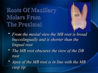 Permanent teeth molars of the human teeth | PPTX