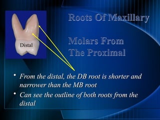 Permanent teeth molars of the human teeth | PPTX