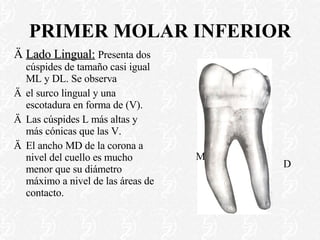 PRIMER MOLAR INFERIOR Lado Lingual:   Presenta dos cúspides de tamaño casi igual ML y DL. Se observa  el surco lingual y una escotadura en forma de (V). Las cúspides L más altas y más cónicas que las V. El ancho MD de la corona a nivel del cuello es mucho menor que su diámetro máximo a nivel de las áreas de contacto. D M 