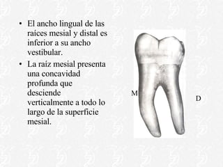 El ancho lingual de las raíces mesial y distal es inferior a su ancho vestibular. La raíz mesial presenta una concavidad profunda que desciende verticalmente a todo lo largo de la superficie mesial. D M 