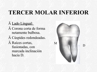 TERCER MOLAR INFERIOR Lado Lingual:  Corona corta de forma netamente bulbosa. Cúspides redondeadas. Raíces cortas, fusionadas, con marcada inclinación hacia D. M D 