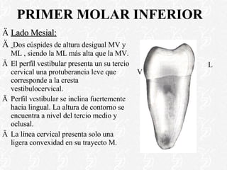 PRIMER MOLAR INFERIOR Lado Mesial: Dos cúspides de altura desigual MV y ML , siendo la ML más alta que la MV. El perfil vestibular presenta un su tercio cervical una protuberancia leve que corresponde a la cresta vestibulocervical. Perfil vestibular se inclina fuertemente hacia lingual. La altura de contorno se encuentra a nivel del tercio medio y oclusal. La línea cervical presenta solo una ligera convexidad en su trayecto M. L V 