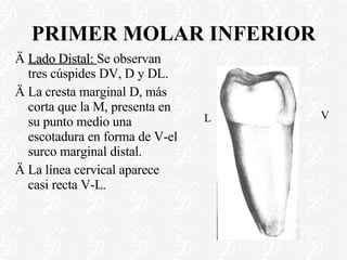 PRIMER MOLAR INFERIOR Lado Distal:  Se observan tres cúspides DV, D y DL. La cresta marginal D, más corta que la M, presenta en su punto medio una escotadura en forma de V-el surco marginal distal. La línea cervical aparece casi recta V-L. V L 