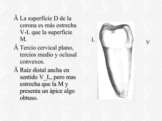 La superficie D de la corona es más estrecha V-L que la superficie M. Tercio cervical plano, tercios medio y oclusal convexos. Raíz distal ancha en sentido V_L, pero mas estrecha que la M y presenta un ápice algo obtuso. V L 