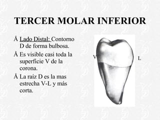 TERCER MOLAR INFERIOR Lado Distal:  Contorno D de forma bulbosa. Es visible casi toda la superficie V de la corona. La raíz D es la mas estrecha V-L y más corta. V L 