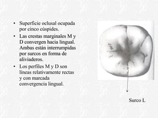Superficie oclusal ocupada por cinco cúspides. Las crestas marginales M y D convergen hacia lingual. Ambas están interrumpidas por surcos en forma de aliviaderos. Los perfiles M y D son líneas relativamente rectas y con marcada convergencia lingual. Surco L 