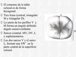 El contorno de la tabla oclusal es de forma hexagonal. Tres fosas (central, triangular M y triangular D). La unión de los perfiles V  y M forma un ángulo definido ángulo mesiovestibular. Surcos (central, MV, DV, L y suplementarios. Los dos surcos V y el surco L, forman una ¨ Y¨  en la parte central de la superficie oclusal. V D 