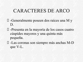 CARACTERES DE ARCO -Generalmente poseen dos raíces una M y D. -Presenta en la mayoría de los casos cuatro cúspides mayores y una quinta más pequeña. -Las coronas son siempre más anchas M-D que V-L. 