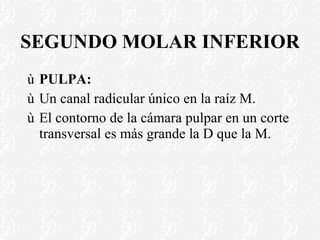 SEGUNDO MOLAR INFERIOR PULPA: Un canal radicular único en la raíz M. El contorno de la cámara pulpar en un corte transversal es más grande la D que la M. 