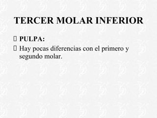 TERCER MOLAR INFERIOR PULPA: Hay pocas diferencias con el primero y segundo molar. 