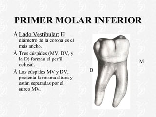 PRIMER MOLAR INFERIOR Lado Vestibular:  El  diámetro de la corona es el más ancho. Tres cúspides (MV, DV, y la D) forman el perfil oclusal. Las cúspides MV y DV, presenta la misma altura y están separadas por el surco MV. M D 