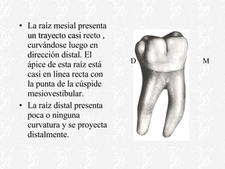 La raíz mesial presenta  un trayecto casi  recto , curvándose luego en dirección distal. El ápice de esta raíz está casi en línea recta con la punta de la cúspide mesiovestibular. La raíz distal presenta poca o ninguna curvatura y se proyecta distalmente. M D 