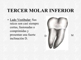 TERCER MOLAR INFERIOR
• Lado Vestibular: Sus
raíces son casi siempre
cortas, fusionadas o
comprimidas y
presentan una fuerte
inclinación D.
D M
 