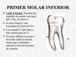 PRIMER MOLAR INFERIOR
€ Lado Lingual: Presenta dos
cúspides de tamaño casi igual
ML y DL. Se observa
€ el surco lingual y una
escotadura en forma de (V).
€ Las cúspides L más altas y
más cónicas que las V.
€ El ancho MD de la corona a
nivel del cuello es mucho
menor que su diámetro
máximo a nivel de las áreas
de contacto.
D
M
 