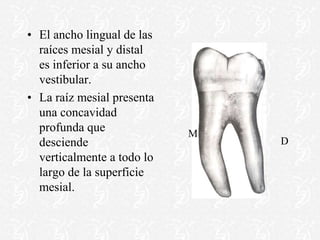 • El ancho lingual de las
raíces mesial y distal
es inferior a su ancho
vestibular.
• La raíz mesial presenta
una concavidad
profunda que
desciende
verticalmente a todo lo
largo de la superficie
mesial.
D
M
 