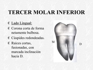 TERCER MOLAR INFERIOR
€ Lado Lingual:
€ Corona corta de forma
netamente bulbosa.
€ Cúspides redondeadas.
€ Raíces cortas,
fusionadas, con
marcada inclinación
hacia D.
M
D
 