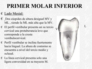 PRIMER MOLAR INFERIOR
€ Lado Mesial:
€ Dos cúspides de altura desigual MV y
ML , siendo la ML más alta que la MV.
€ El perfil vestibular presenta un su tercio
cervical una protuberancia leve que
corresponde a la cresta
vestibulocervical.
€ Perfil vestibular se inclina fuertemente
hacia lingual. La altura de contorno se
encuentra a nivel del tercio medio y
oclusal.
€ La línea cervical presenta solo una
ligera convexidad en su trayecto M.
L
V
 