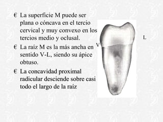 € La superficie M puede ser
plana o cóncava en el tercio
cervical y muy convexo en los
tercios medio y oclusal.
€ La raíz M es la más ancha en
sentido V-L, siendo su ápice
obtuso.
€ La concavidad proximal
radicular desciende sobre casi
todo el largo de la raíz
L
V
 