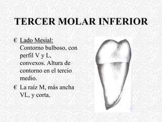 TERCER MOLAR INFERIOR
€ Lado Mesial:
Contorno bulboso, con
perfil V y L,
convexos. Altura de
contorno en el tercio
medio.
€ La raíz M, más ancha
VL, y corta.
 