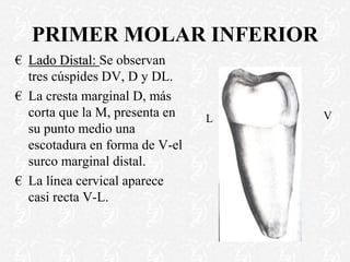 PRIMER MOLAR INFERIOR
€ Lado Distal: Se observan
tres cúspides DV, D y DL.
€ La cresta marginal D, más
corta que la M, presenta en
su punto medio una
escotadura en forma de V-el
surco marginal distal.
€ La línea cervical aparece
casi recta V-L.
V
L
 