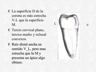 € La superficie D de la
corona es más estrecha
V-L que la superficie
M.
€ Tercio cervical plano,
tercios medio y oclusal
convexos.
€ Raíz distal ancha en
sentido V_L, pero mas
estrecha que la M y
presenta un ápice algo
obtuso.
V
L
 