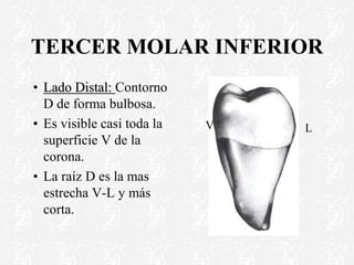 TERCER MOLAR INFERIOR
• Lado Distal: Contorno
D de forma bulbosa.
• Es visible casi toda la
superficie V de la
corona.
• La raíz D es la mas
estrecha V-L y más
corta.
V L
 