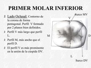 PRIMER MOLAR INFERIOR
ž Lado Oclusal: Contorno de
la corona de forma
pentagonal. Perfil V formado
por 2 planos bien definidos.
ž Perfil V más largo que perfil
L.
ž Perfil M, más ancho que el
perfil D.
ž El perfil V es más prominente
en la unión de la cúspide DV.
V
L
M D
Surco MV
Surco DV
 