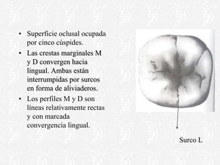• Superficie oclusal ocupada
por cinco cúspides.
• Las crestas marginales M
y D convergen hacia
lingual. Ambas están
interrumpidas por surcos
en forma de aliviaderos.
• Los perfiles M y D son
líneas relativamente rectas
y con marcada
convergencia lingual.
Surco L
 