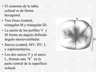 • El contorno de la tabla
oclusal es de forma
hexagonal.
• Tres fosas (central,
triangular M y triangular D).
• La unión de los perfiles V y
M forma un ángulo definido
ángulo mesiovestibular.
• Surcos (central, MV, DV, L
y suplementarios.
• Los dos surcos V y el surco
L, forman una ¨Y¨ en la
parte central de la superficie
oclusal.
V
D
 