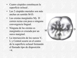• Cuatro cúspides constituyen la
superficie oclusal .
• Las 2 cúspides mesiales son más
anchas en sentido M-D.
• Las crestas marginales My D
corren rectas con poca o ninguna
convergencia lingual.
• Ninguna de las crestas es
marginales es cruzada por un
surco marginal.
• La intersección de los surcos V,
L y Central ocurre en el centro
de la superficie oclusal formando
el llamado tipo de disposición
+4.
M D
 