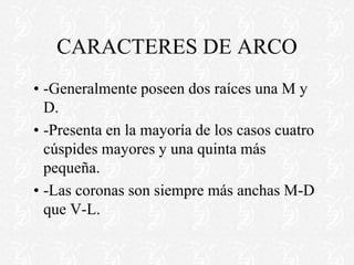 CARACTERES DE ARCO
•-Generalmente poseen dos raíces una M y
D.
•-Presenta en la mayoría de los casos cuatro
cúspides mayores y una quinta más
pequeña.
•-Las coronas son siempre más anchas M-D
que V-L.
 