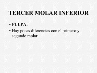 TERCER MOLAR INFERIOR
•PULPA:
•Hay pocas diferencias con el primero y
segundo molar.
 