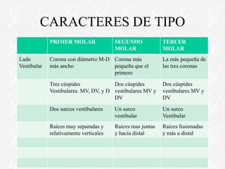CARACTERES DE TIPO
PRIMER MOLAR SEGUNDO
MOLAR
TERCER
MOLAR
Lado
Vestibular
Corona con diámetro M-D
más ancho
Corona más
pequeña que el
primero
La más pequeña de
las tres coronas
Tres cúspides
Vestibulares. MV, DV, y D
Dos cúspides
vestibulares MV y
DV
Dos cúspides
vestibulares MV y
DV
Dos surcos vestibulares Un surco
vestibular
Un surco
Vestibular
Raíces muy separadas y
relativamente verticales
Raíces mas juntas
y hacia distal
Raíces fusionadas
y más a distal
 